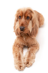 A golden ginger Cocker Spaniel dog isolated on white background