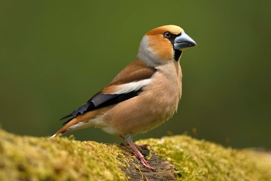 Hawfinches (Coccothraustes coccothraustes), male, Kiskunsag National Park, Hungary, Europe