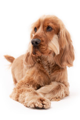 A golden ginger Cocker Spaniel dog isolated on white background laying down
