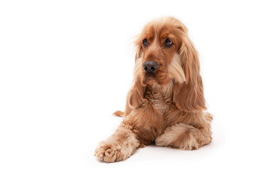 A golden ginger Cocker Spaniel dog isolated on white background laying down