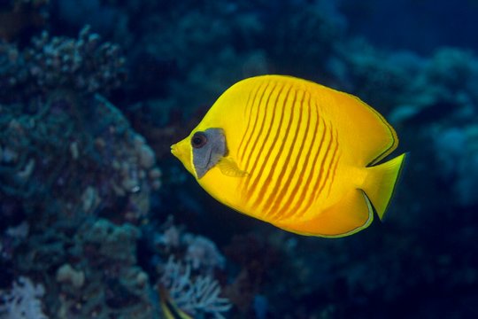 Bluecheek butterflyfish (Chaetodon semilarvatus), To Hal Hal Hal Reef, Safaga, Red Sea, Egypt, Africa