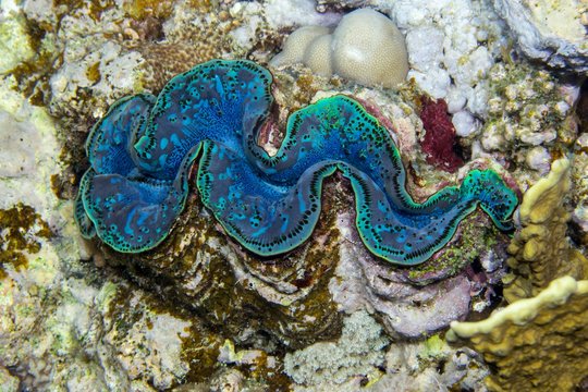 Maxima clam (Tridacna maxima), To Hal Hal Hal Reef, Safaga, Red Sea, Egypt, Africa