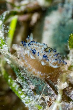 Upside-down Jellyfish (Cassiopea), Red Sea, Safaga, Egypt, Africa