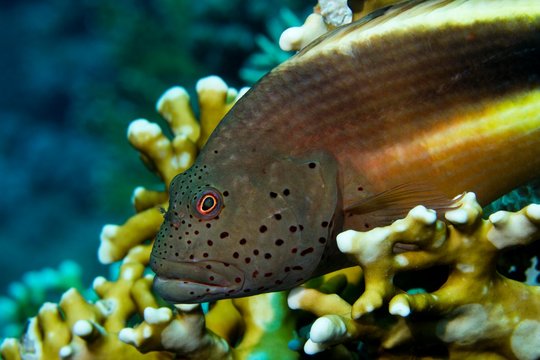 Black-sided hawkfish (Paracirrhites forsteri) in Coral, To Hal Hal Hal Reef, Safaga, Red Sea, Egypt, Africa