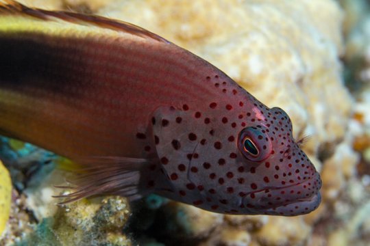 Black-sided hawkfish (Paracirrhites forsteri), Tufted perch, Um Hal Hal, Safaga, Red Sea, Egypt, Africa