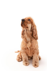 A golden ginger Cocker Spaniel dog isolated on white background