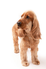 A golden ginger Cocker Spaniel dog isolated on white background