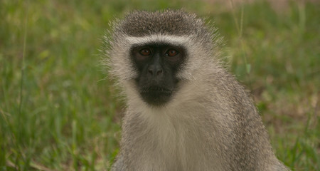 Fototapeta premium vervet monkey resting, close up