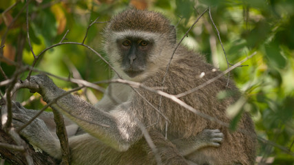Naklejka na ściany i meble vervet monkey resting, close up