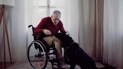 A disabled senior man in wheelchair indoors playing with a pet dog at home. - Powered by Adobe