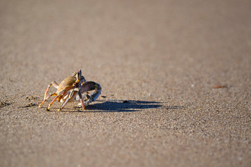 Crab at the beach in sunny day