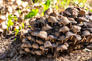 Close-up of Mycena mushroom cluster on a natural blurred background