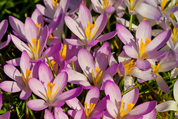 Fototapeta premium Spring awakening, flowers of crocuses on meadow in spring