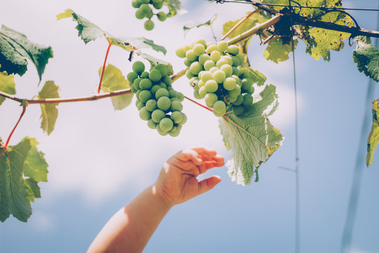 Uvas ao c&eacute;u 