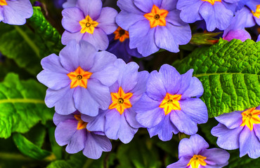 Spring awakening, blue flowers of the primula in spring