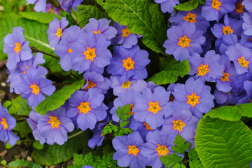 Spring awakening, blue flowers of the primula in spring
