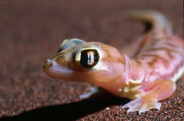 Palmatogecko on dune at night
