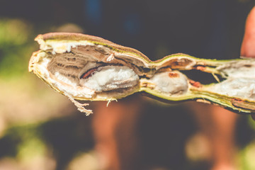 Inga pod on tree (Brazil) - Guaba