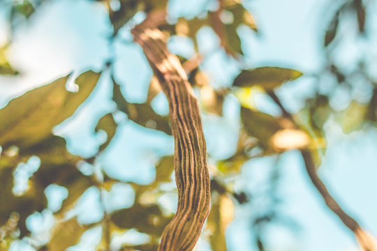 Inga pod on tree (Brazil) - Guaba