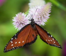 butterfly on flower