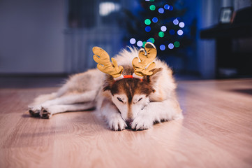 Siberian husky wearing Chrismas costume, christmas tree background