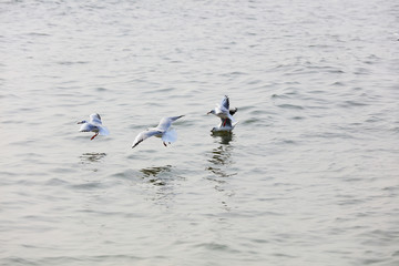 Seagulls flying on the sea