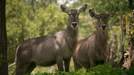 two waterbucks looking attentively, close