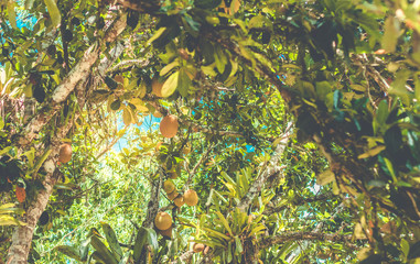 Jackfuits. Jackfruit trees
