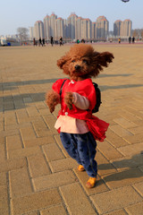 Teddy pet dog on the square