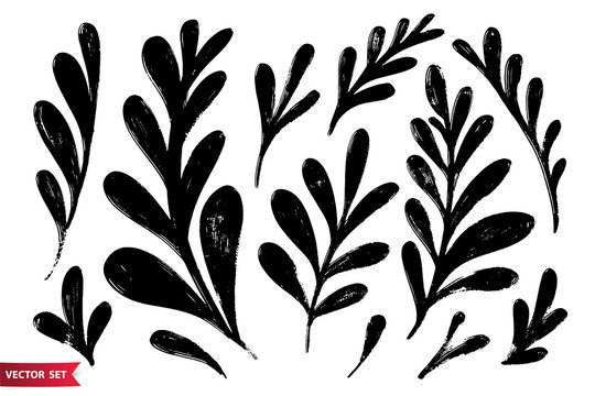 Vector set of ink drawing herbs, spikelets, monochrome artistic botanical illustration, isolated floral elements, hand drawn illustration.