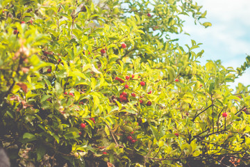Fresh Acerola cherry on the tree (Malpighia emarginata) - azerola raw