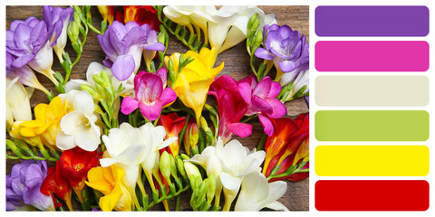 Beautiful freesia flowers on wooden background. Color palette
