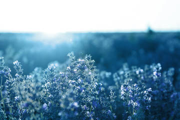 Beautiful blooming lavender in field on summer day
