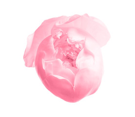 Beautiful blooming peony flower on white background