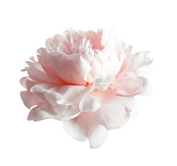 Beautiful blooming peony flower on white background - obrazy, fototapety, plakaty