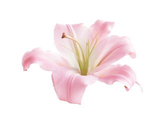 Beautiful blooming lily flower on white background