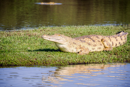 Picture of a Nile crocodile on the grass along a river in Selous Game Reserve, Tanzania, Africa.