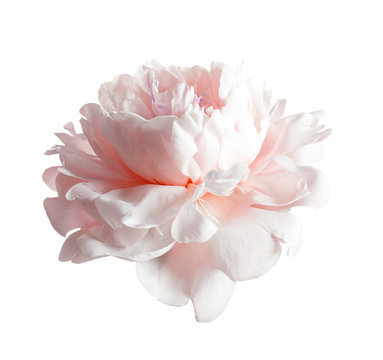 Beautiful blooming peony flower on white background