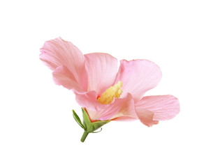 Obraz na płótnie Canvas Beautiful tropical Hibiscus flower on white background