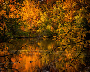 Nature fall colors 
