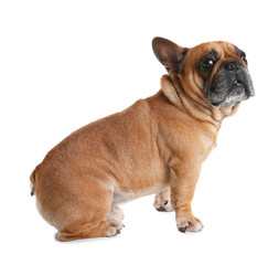 Fototapeta premium Cute French bulldog on white background. Funny pet