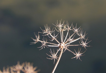 dry flower on dark background