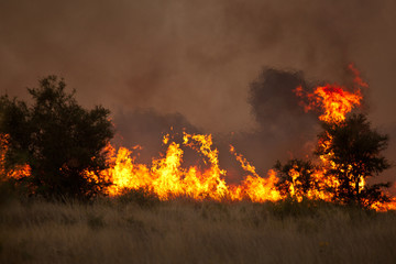 bushfire in grassland with trees