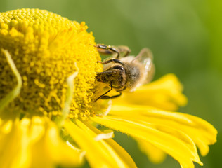 Honeybee (Apis mellifera) gathering pollen and nectar on a yellow Helenium flower