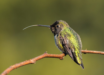 Male Annas Hummingbird (Calypte anna) sticking out its tongue