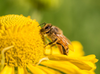 Honeybee (Apis mellifera) gathering pollen and nectar on a yellow Helenium flower