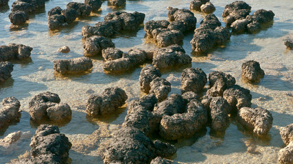 stromatolites structures formed in shallow water 