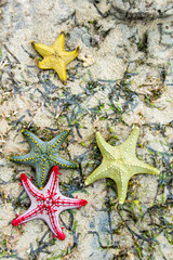 Picture of colourful starfish on a beach in Tanzania, Africa.