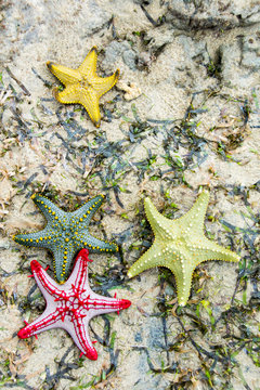 Picture of colourful starfish on a beach in Tanzania, Africa.