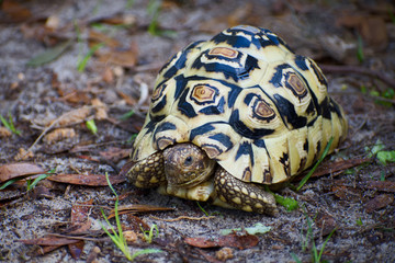 Baby Tortoise racing